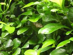 Glyphodes bivitralis