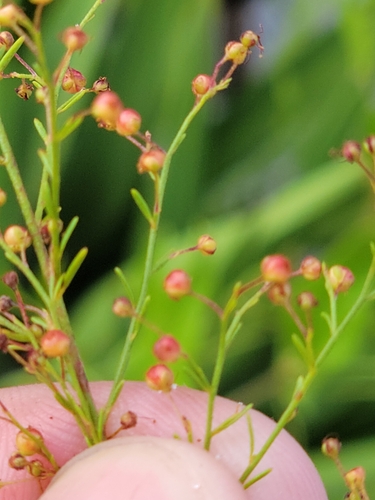 Image of Lechea deckertii by (c) Jay Horn, some rights reserved (CC BY)