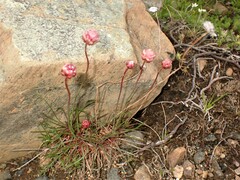 Armeria maritima sibirica