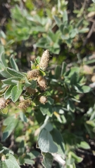 Salix brachycarpa brachycarpa