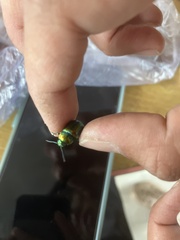 Chrysolina graminis