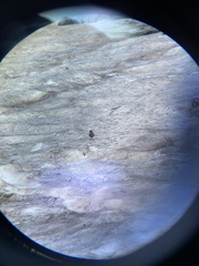 Leucosticte australis