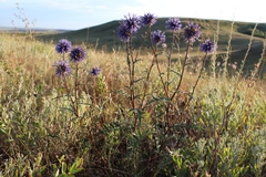 Echinops ritro meyeri