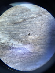 Leucosticte australis
