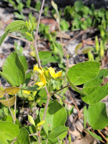 Image of Rhynchosia cinerea by (c) Jay Horn, some rights reserved (CC BY)
