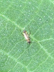 Campyloneura virgula