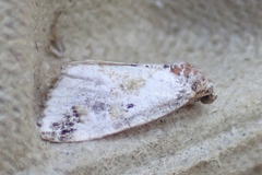 Maliattha synochitis