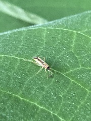 Campyloneura virgula