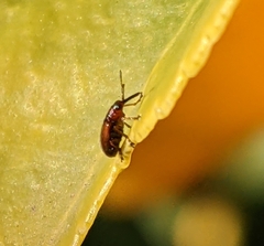 Auletini