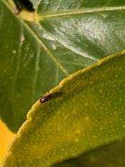 Auletini