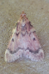 Aglossa disciferalis