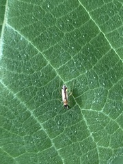 Campyloneura virgula