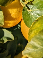 Auletini