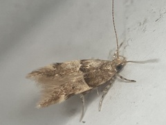 Theisoa constrictella