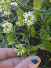 Silene campanulata