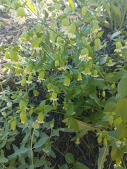 Silene campanulata