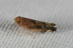 Scaphoideus incisus