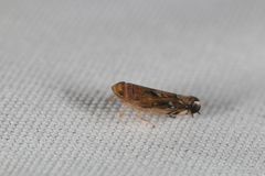 Scaphoideus incisus