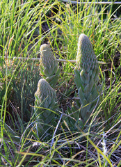 Orostachys spinosa