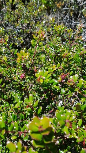 Image of Arctostaphylos nummularia by (c) Rupert Clayton, some rights reserved (CC BY)