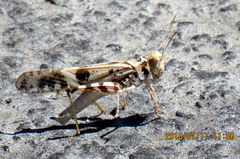 Dissosteira spurcata