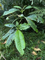 Solanum oblongifolium