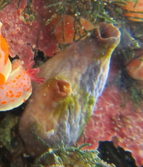 Asterocarpa coerulea