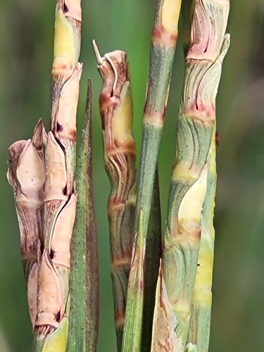 Image of Coelorachis tuberculosa by (c) Jay Horn, some rights reserved (CC BY)