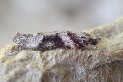 Coleotechnites atrupictella