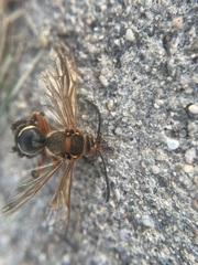 Sphecius speciosus