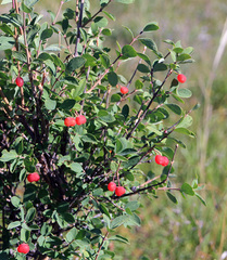 Lonicera microphylla