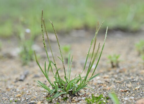 Microchloa indica
