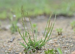 Microchloa indica