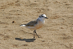 Charadrius marginatus marginatus