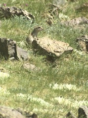 Spermophilus alashanicus
