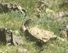 Spermophilus alashanicus