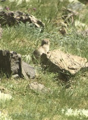 Spermophilus alashanicus