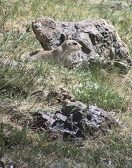 Spermophilus alashanicus