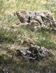 Spermophilus alashanicus