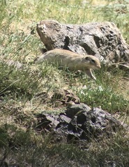 Spermophilus alashanicus