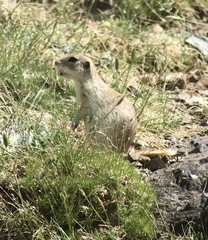 Spermophilus alashanicus