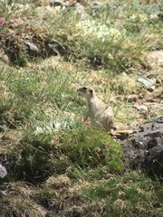 Spermophilus alashanicus