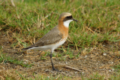Lesser Sand-Plover photo 5