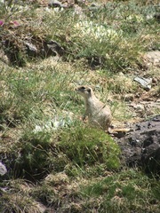 Spermophilus alashanicus