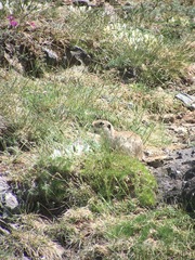 Spermophilus alashanicus