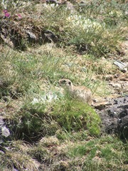 Spermophilus alashanicus