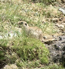 Spermophilus alashanicus