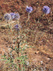 Echinops ritro meyeri