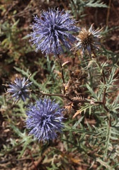 Echinops ritro meyeri