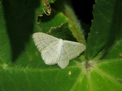 Scopula immutata
